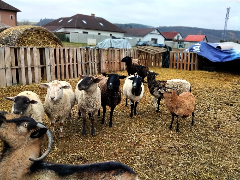 D2C373E7-F49E-47C9-AE9A-49E90648C99A